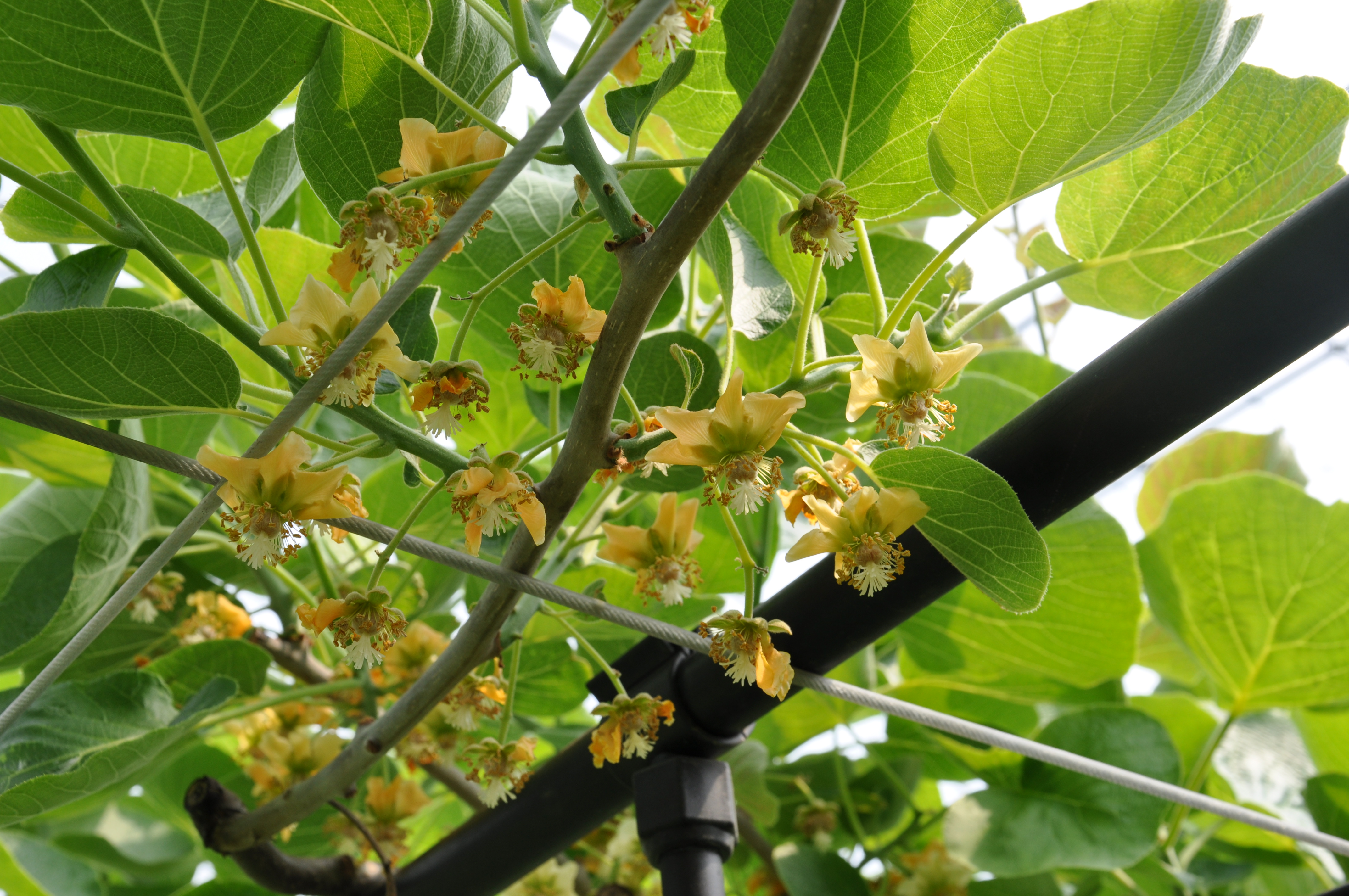 키위 꽃가루 인공수정